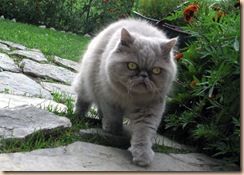 milu